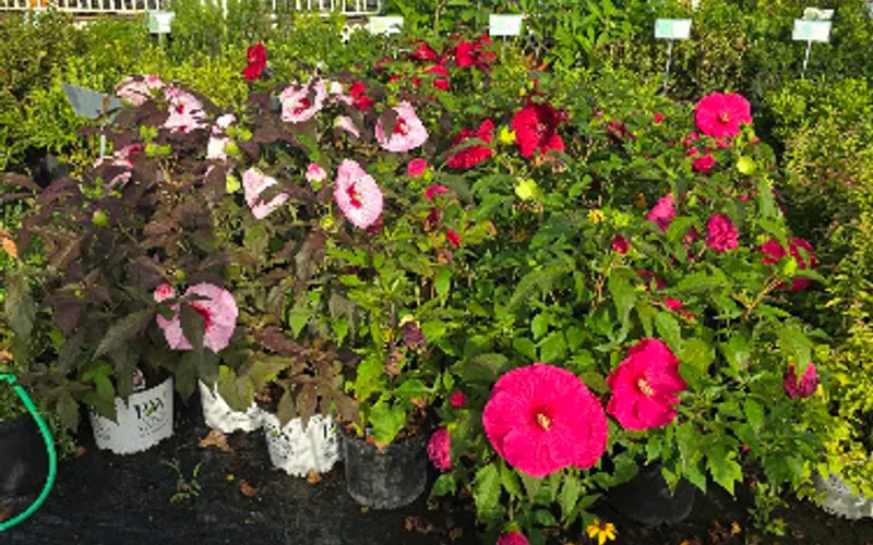 Fort Bend Nursery & Mulch — Mulch supplier